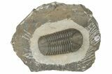 Austerops Trilobite - Jorf, Morocco #204302-5